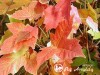 Klevas paprastasis  ,Novush' (lot.  Acer platanoides ) 
